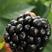 黑苺苗，黑莓产量高，果个大，耐运输，适合南北方大面积发展