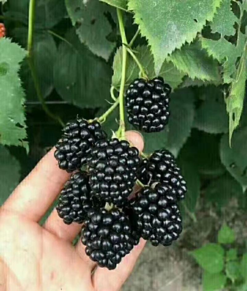 黑苺苗，黑莓产量高，果个大，耐运输，适合南北方大面积发展