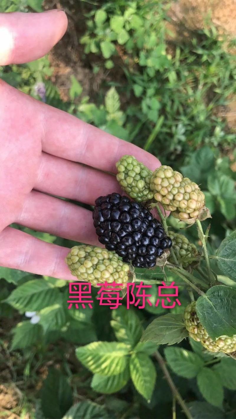 黑苺苗，黑莓产量高，果个大，耐运输，适合南北方大面积发展