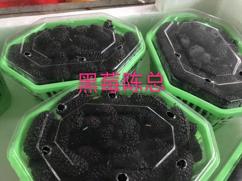 黑苺苗，黑莓产量高，果个大，耐运输，适合南北方大面积发展