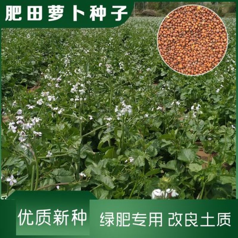 肥田萝卜种子果园天然优质高产绿肥耐酸碱满园花茹菜种籽饲肥