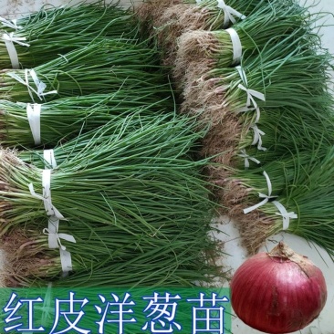 洋葱苗15~20cm红皮洋葱苗