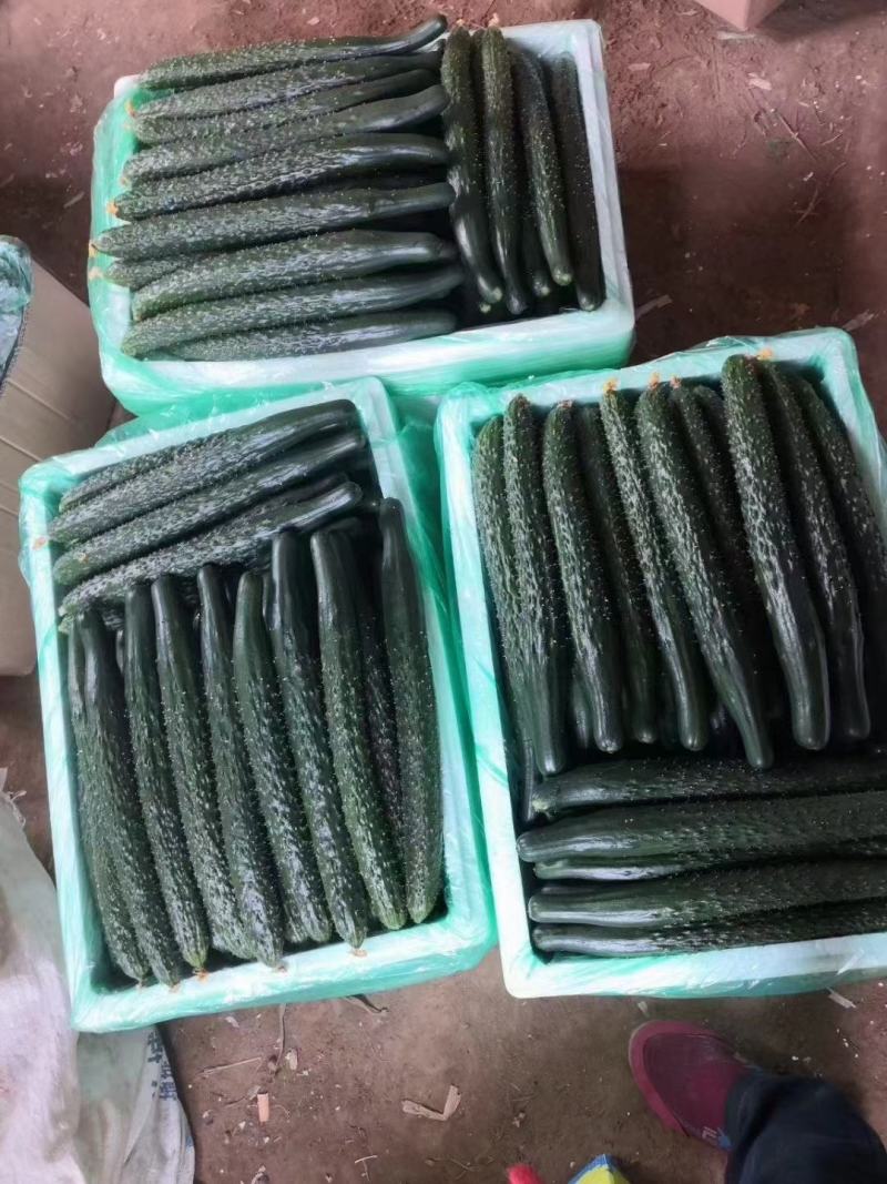 内蒙古精品密刺黄瓜鲜花带刺25公分以上