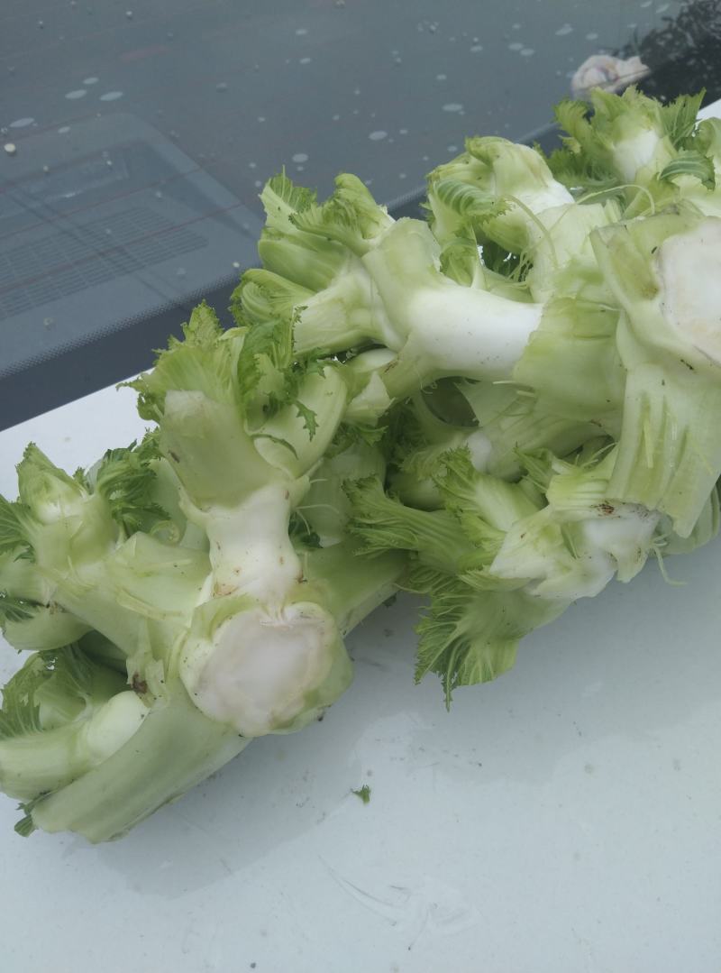 儿菜