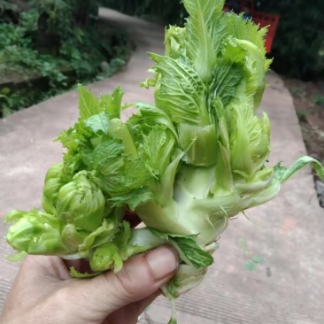 儿菜