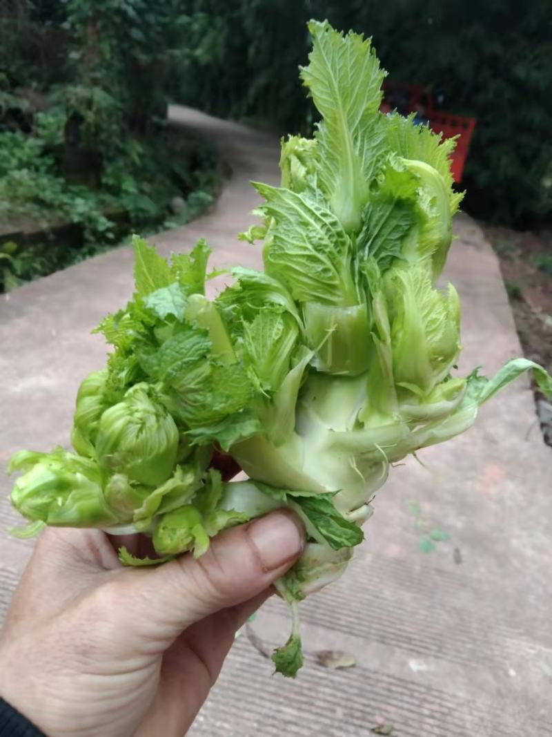 儿菜