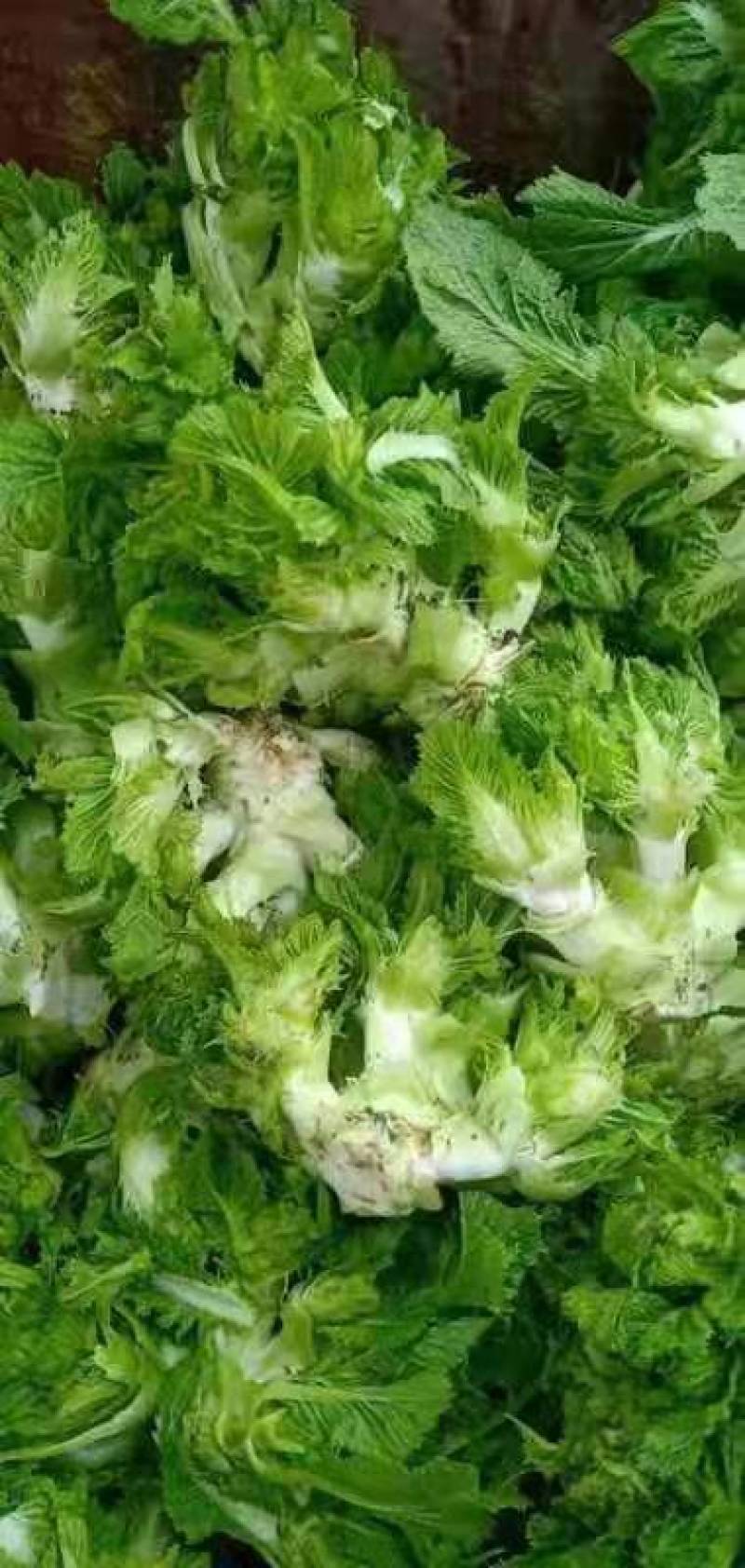 儿菜
