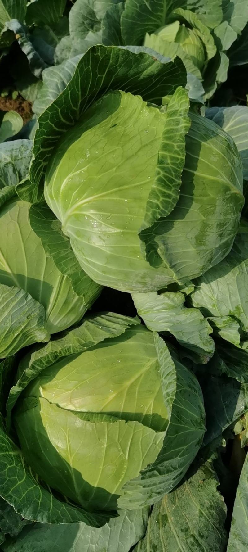 新野县奥奇娜包菜种植基地，色好，无虫，无病，o有货量大