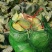 新野县奥奇娜包菜种植基地，色好，无虫，无病，o有货量大