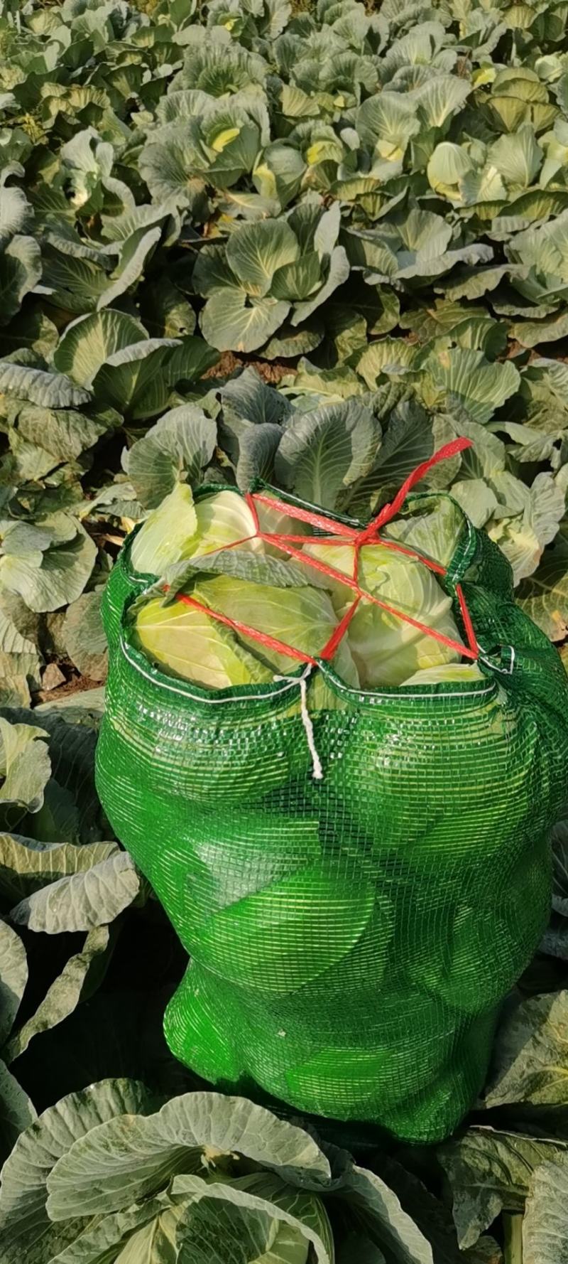新野县奥奇娜包菜种植基地，色好，无虫，无病，o有货量大