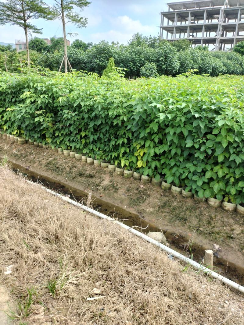 紫花风铃木