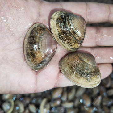 黄蛤蜊泥地杂黑色黄壳蛤蜊35-40粒左右原装或无沙