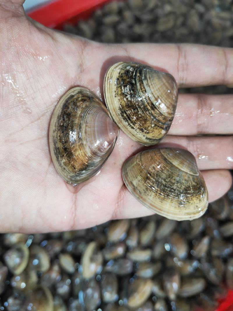 黄蛤蜊泥地杂黑色黄壳蛤蜊35-40粒左右原装或无沙