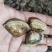 黄蛤蜊泥地杂黑色黄壳蛤蜊35-40粒左右原装或无沙