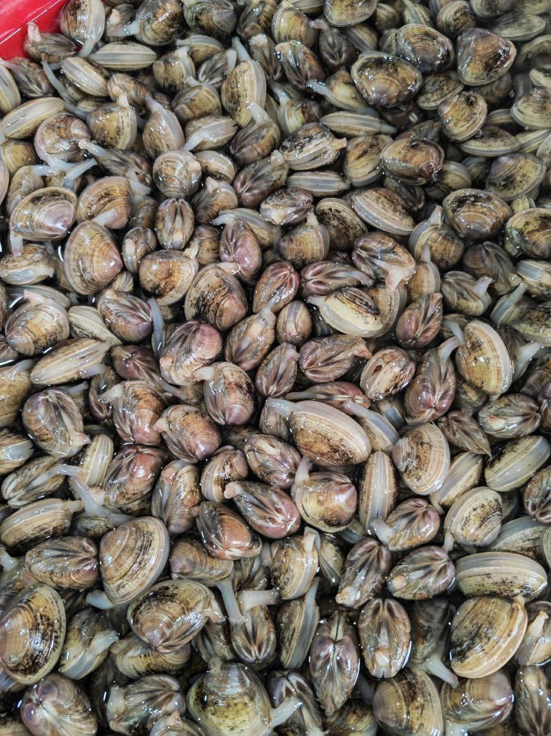 黄蛤蜊泥地杂黑色黄壳蛤蜊35-40粒左右原装或无沙