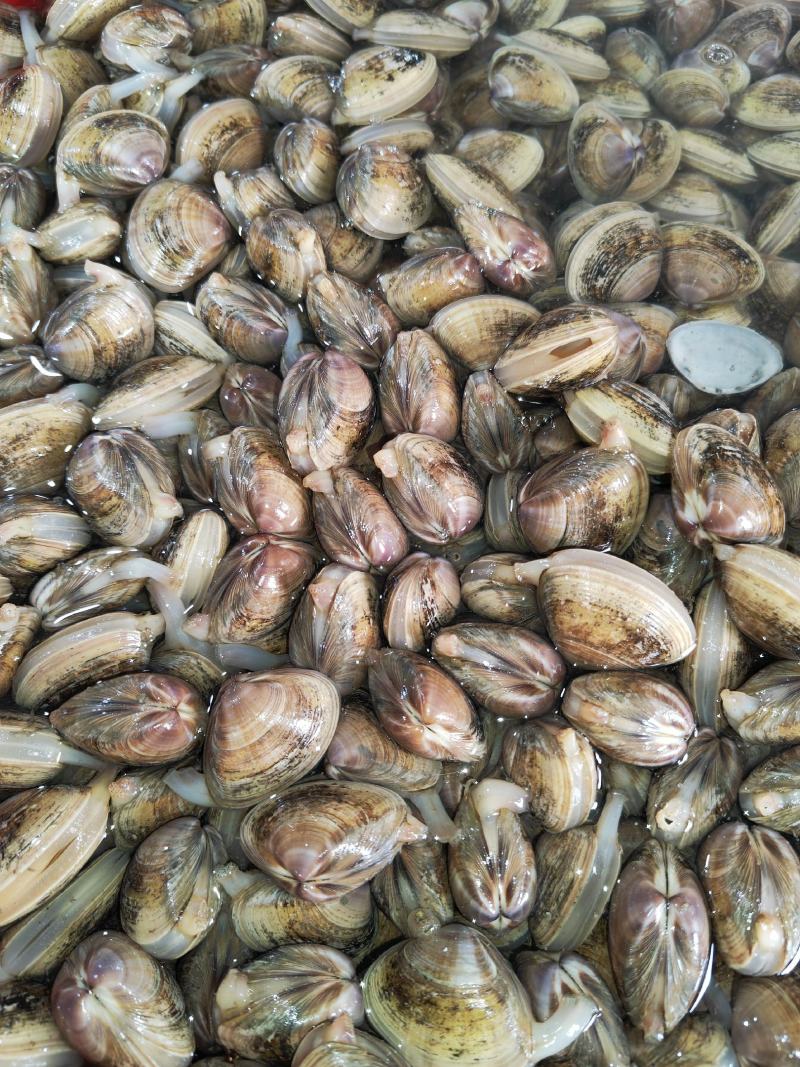 黄蛤蜊泥地杂黑色黄壳蛤蜊35-40粒左右原装或无沙
