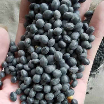 黑豆高蛋白好质量7.0大颗粒精品黑豆