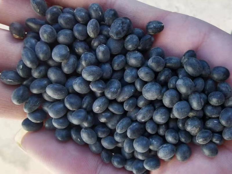黑豆高蛋白好质量7.0大颗粒精品黑豆