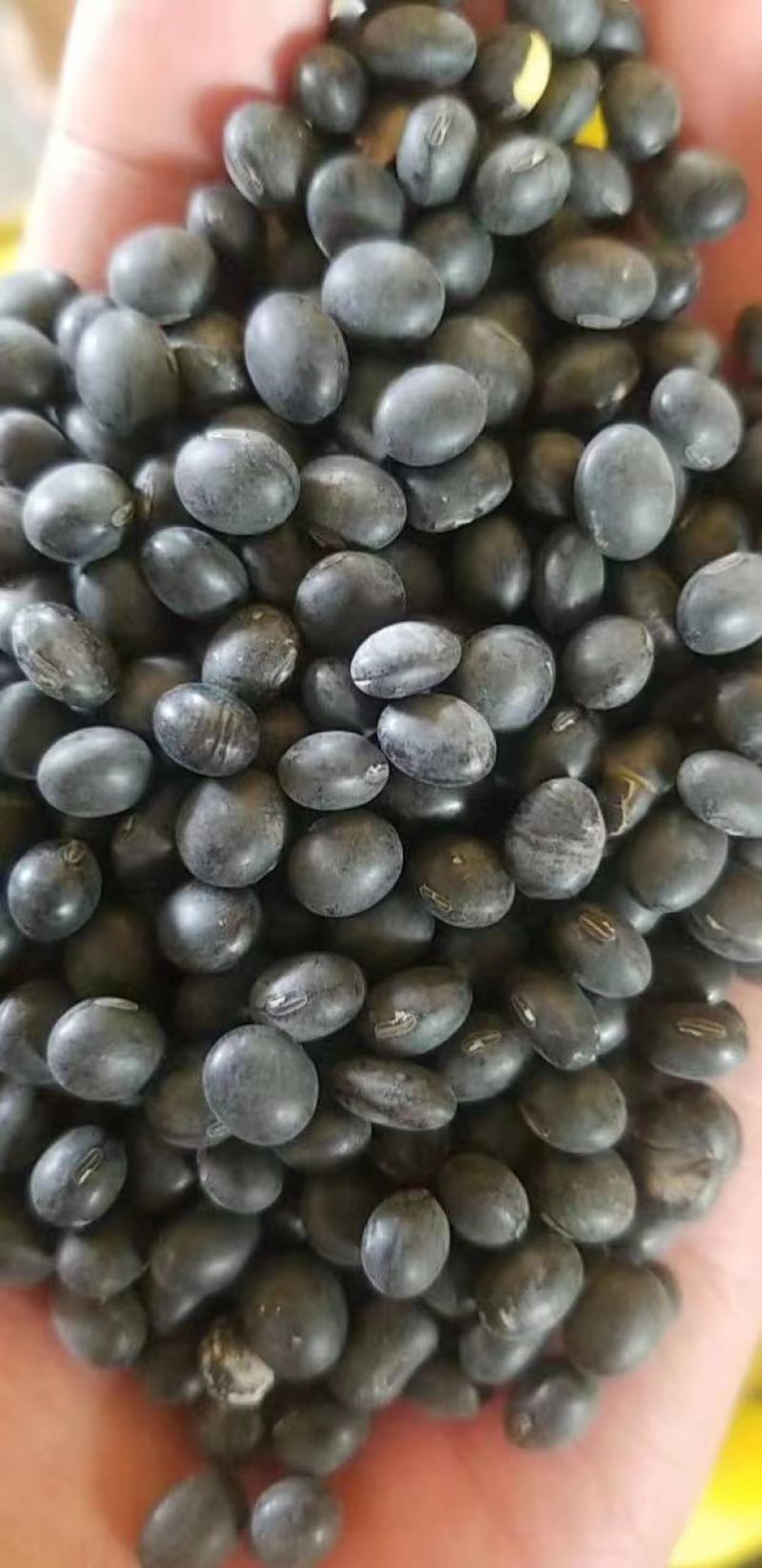 黑豆高蛋白好质量7.0大颗粒精品黑豆