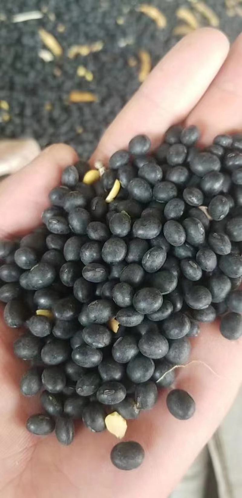 黑豆高蛋白好质量7.0大颗粒精品黑豆