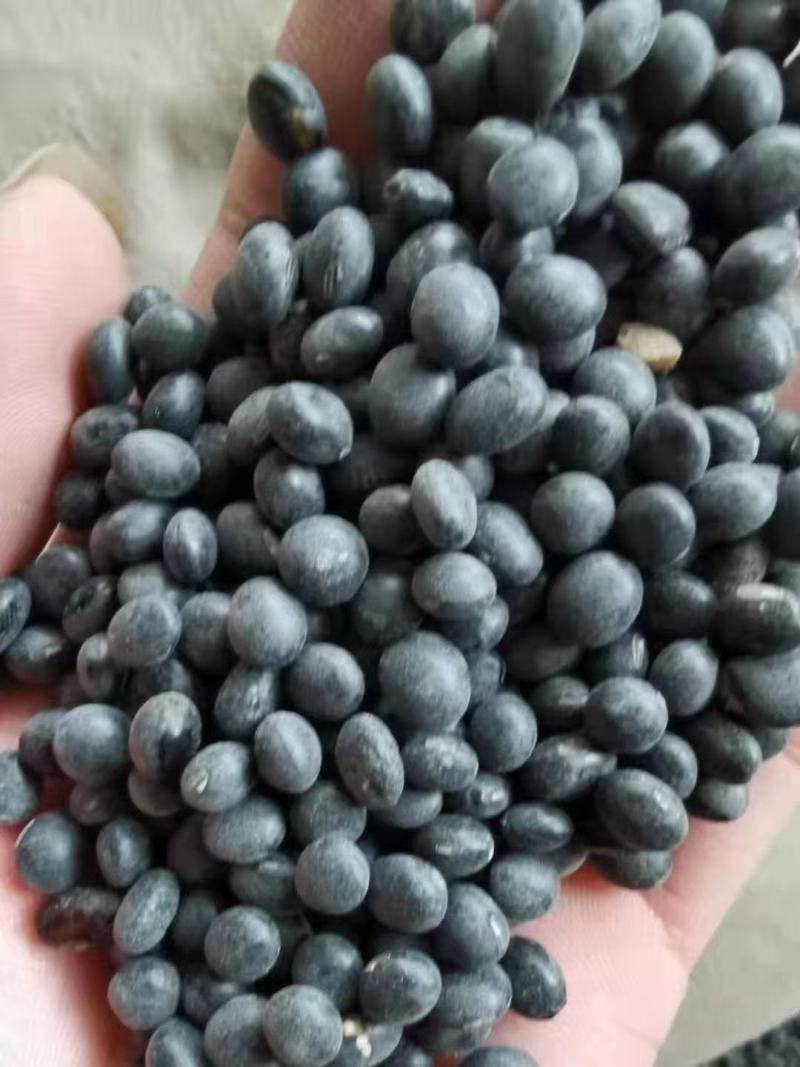 黑豆高蛋白好质量7.0大颗粒精品黑豆
