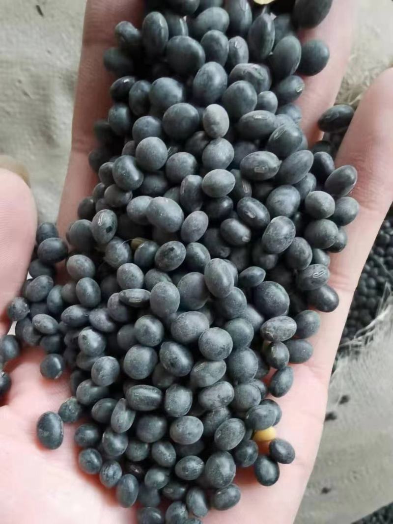 黑豆高蛋白好质量7.0大颗粒精品黑豆