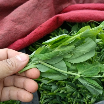 豌豆荚