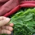 豌豆荚