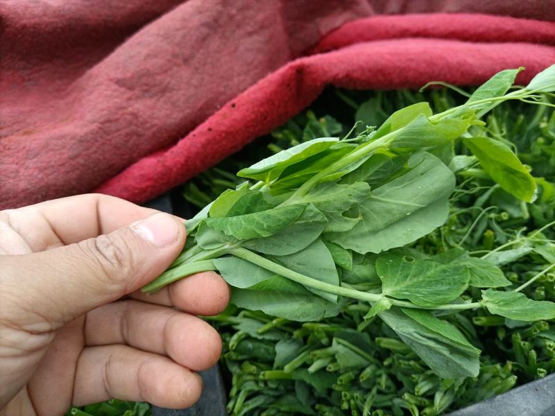 豌豆荚