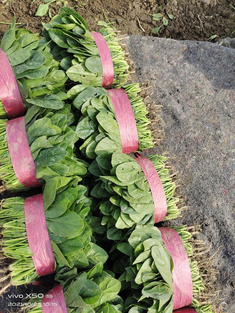 菠菜20~25厘米，大叶精品质量好价格便宜，一手货源。