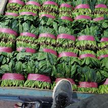 菠菜20~25厘米，大叶精品质量好价格便宜，一手货源。
