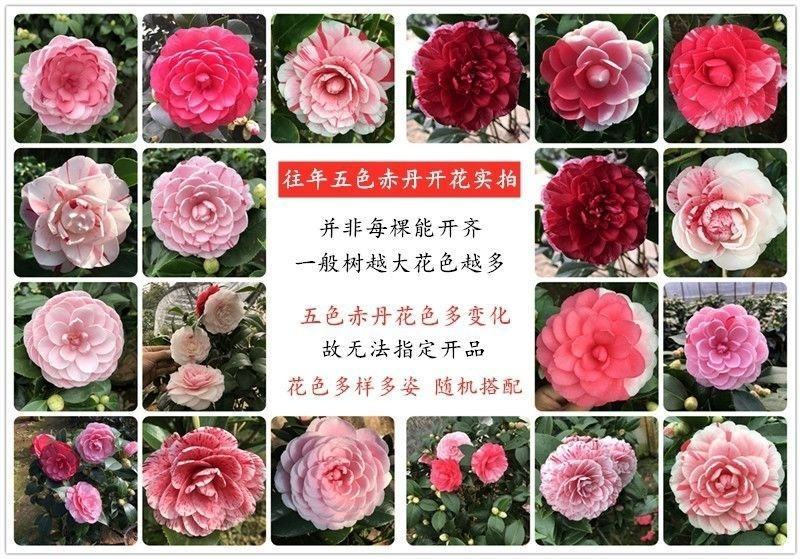 十色茶花苗四季开花盆栽庭栽多色茶花盆景花苗