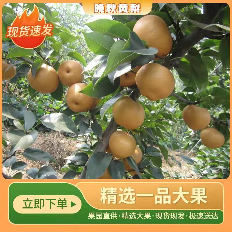 南乐晚秋黄梨产地直发量大价优诚信经营欢迎来电