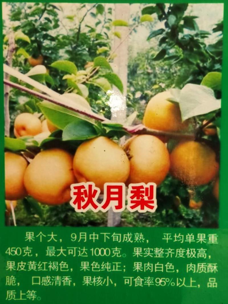 秋月梨苗品种纯正价格优惠。