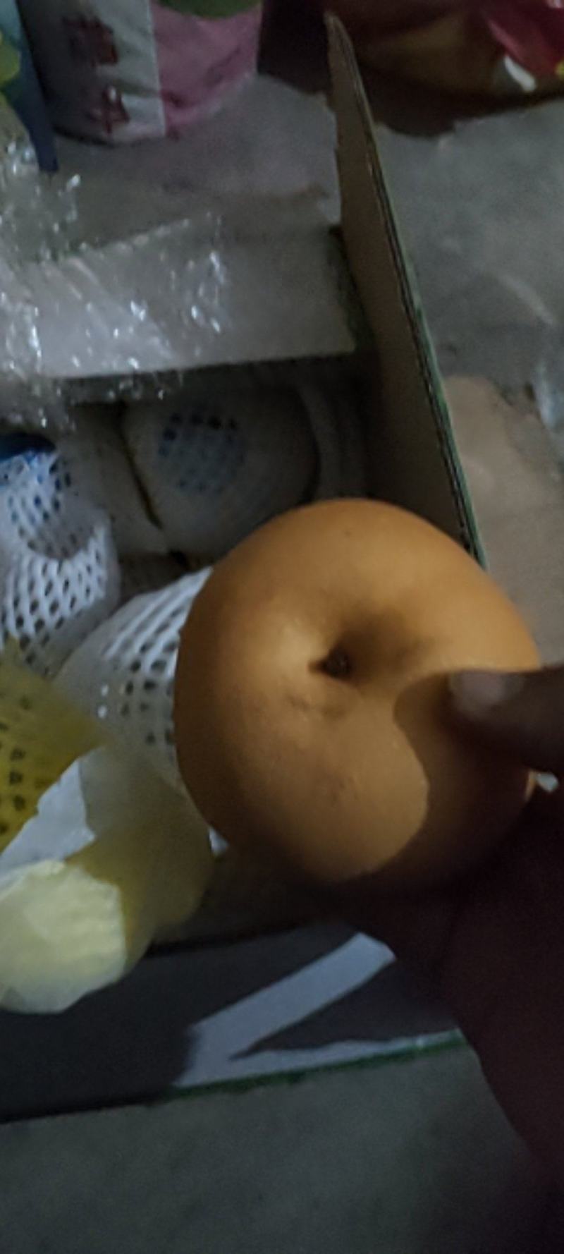 秋月梨苗品种纯正价格优惠规格齐全欢迎咨询