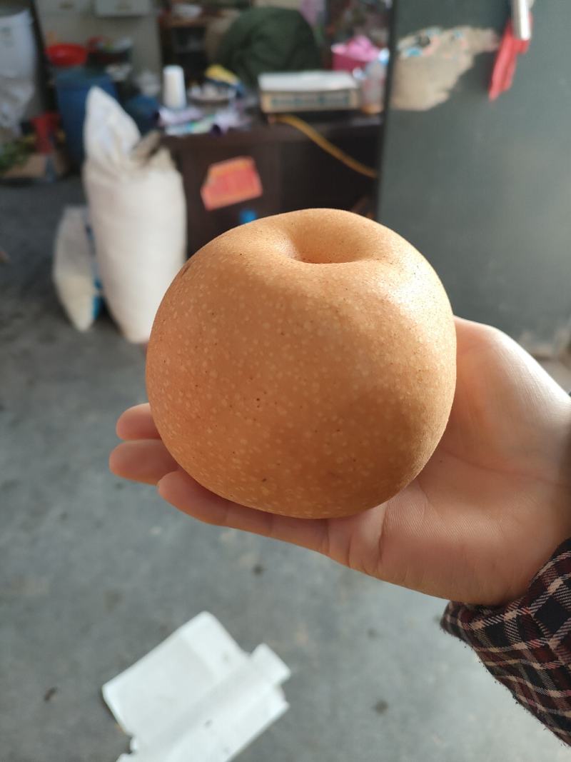 秋月梨苗品种纯正价格优惠规格齐全欢迎咨询