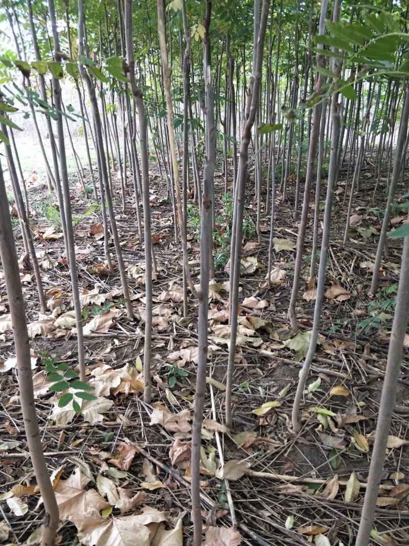 秋月梨苗品种纯正价格优惠规格齐全欢迎咨询