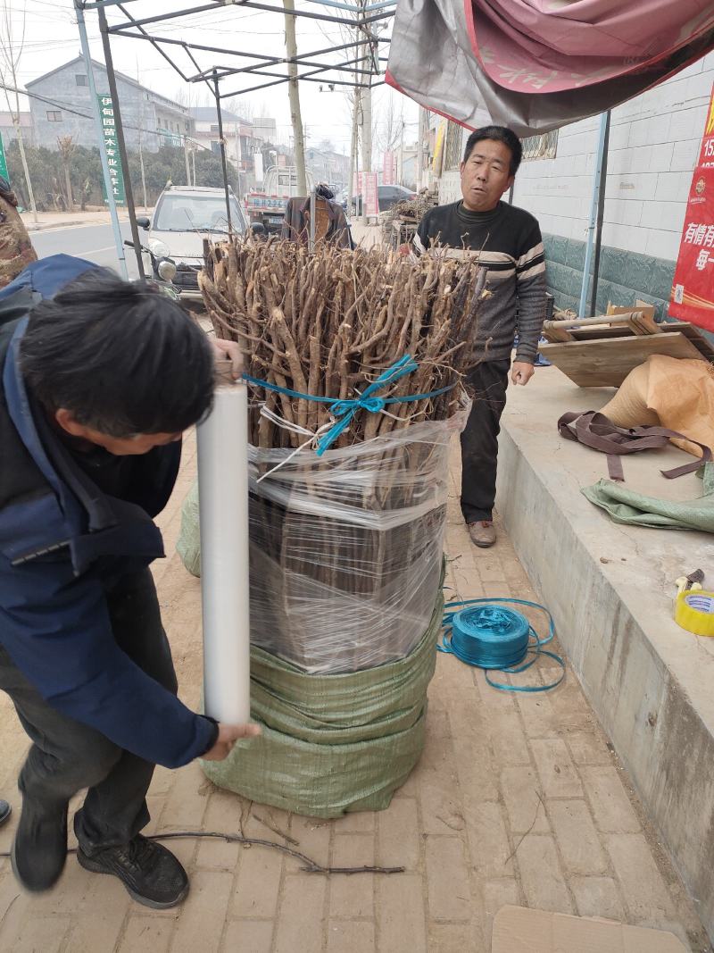秋月梨苗品种纯正价格优惠规格齐全欢迎咨询