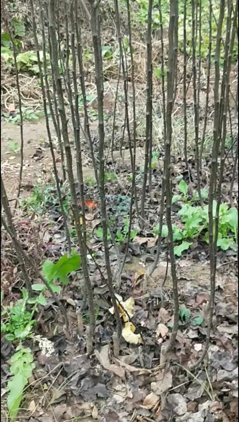 秋月梨苗品种纯正价格优惠规格齐全欢迎咨询