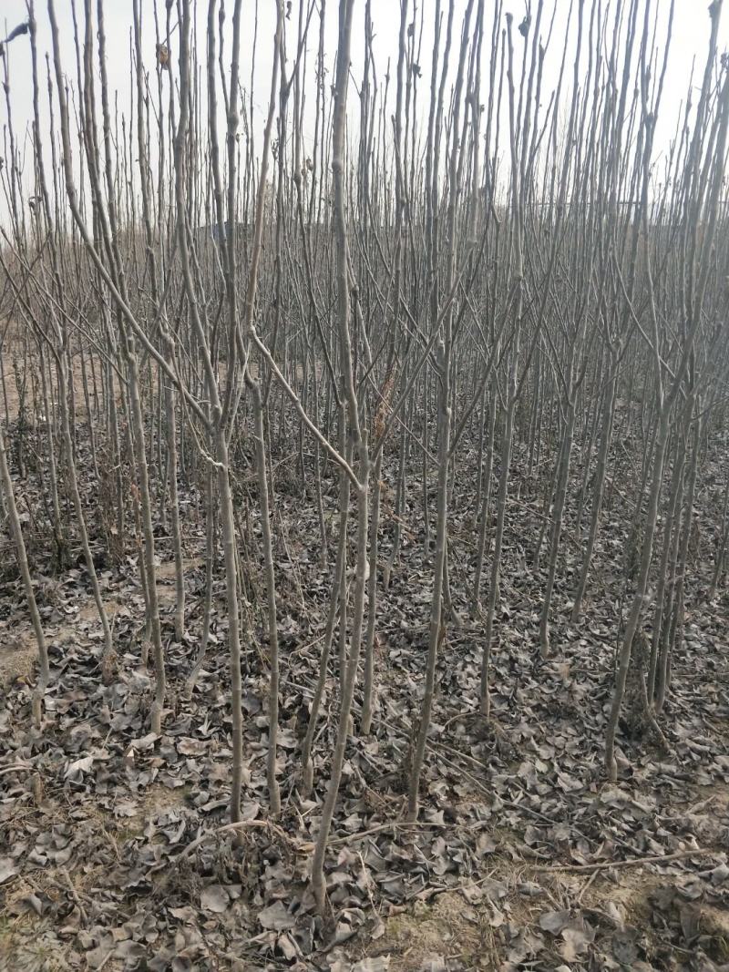 秋月梨苗品种纯正价格优惠规格齐全欢迎咨询