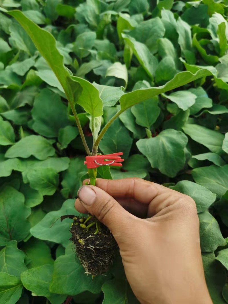 黑宝茄子苗茄子嫁接苗自根圆茄种苗圆茄子种苗紫黑皮