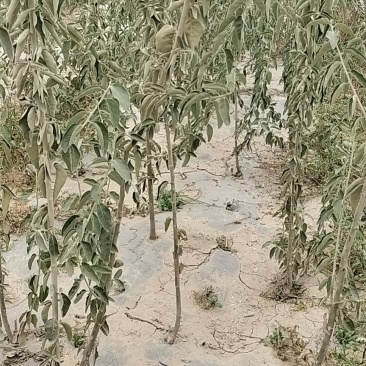 新疆正宗大果沙枣树批发
