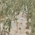 新疆正宗大果沙枣树批发