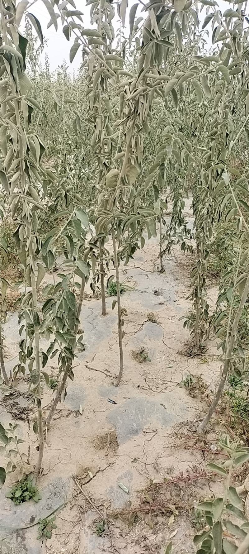 新疆正宗大果沙枣树批发