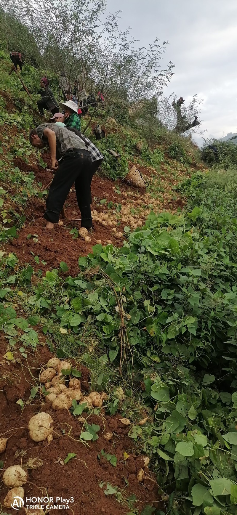 里庄白地瓜，水分十足香甜可口