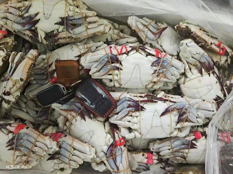 梭子蟹