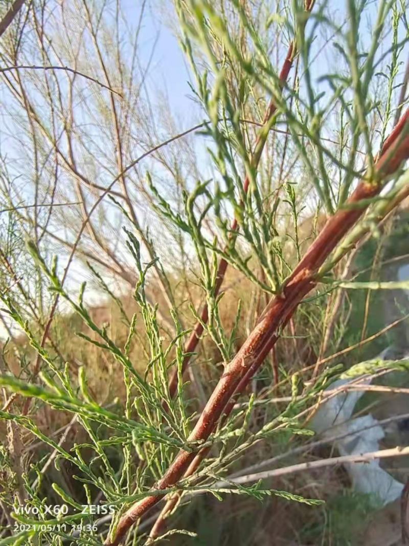 秀丽水柏枝