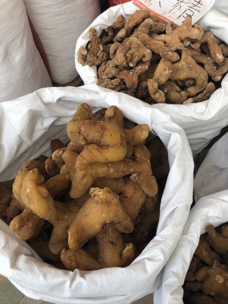鸡头黄精大量上市产地直销质量上乘量大价优货量充足