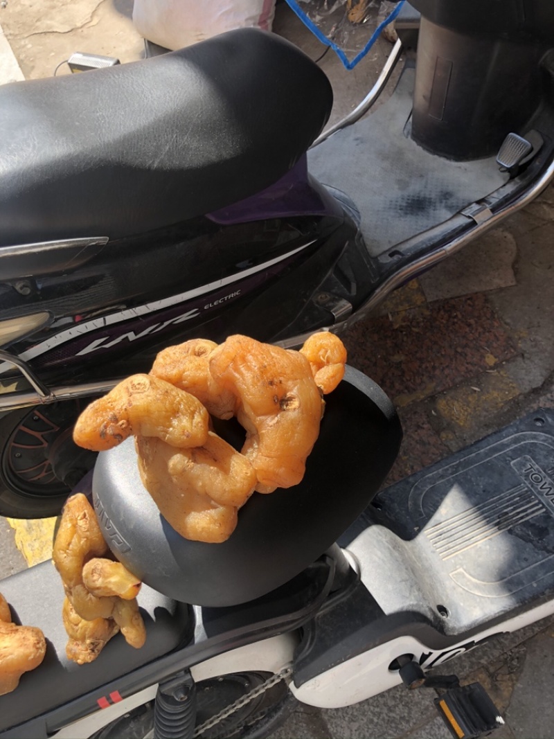 鸡头黄精大量上市产地直销质量上乘量大价优货量充足