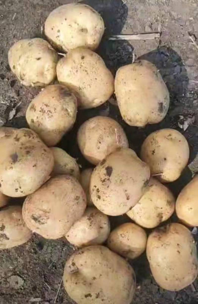 依安宏诚马玲薯合作社出售中薯五原种